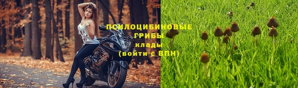 хмурый Аркадак